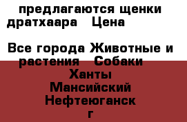 предлагаются щенки дратхаара › Цена ­ 20 000 - Все города Животные и растения » Собаки   . Ханты-Мансийский,Нефтеюганск г.